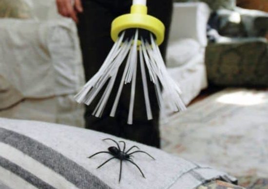 Attrape araignées et insectes